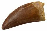 Serrated, Carcharodontosaurus Tooth - Real Dinosaur Tooth #351631-1